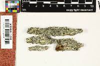 Attēlu rezultāti vaicājumam “Calicium viride”