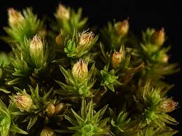 Attēlu rezultāti vaicājumam “Orthotrichum speciosum sporophyte”