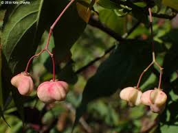 Attēlu rezultāti vaicājumam “Euonymus fruit”