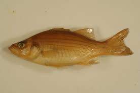 Image result for Morone chrysops