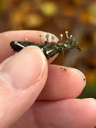 Attēlu rezultāti vaicājumam “Didymium tussilaginis spores”