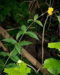 Attēlu rezultāti vaicājumam “Lysimachia vulgaris fruit”