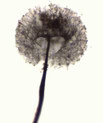 Attēlu rezultāti vaicājumam “Collaria arcyrionema stalked”