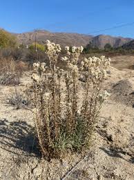 Attēlu rezultāti vaicājumam “Craterium leucocephalum var. scyphoides”