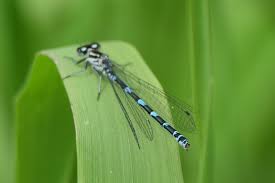 Attēlu rezultāti vaicājumam “Coenagrion pulchellum male”