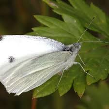 Attēlu rezultāti vaicājumam “Pieris rapae male”