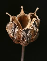 Attēlu rezultāti vaicājumam “Butomus umbellatus fruit”