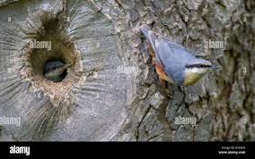 Attēlu rezultāti vaicājumam “Sitta europaea nest”