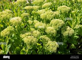 Attēlu rezultāti vaicājumam “Hylotelephium telephium bud”