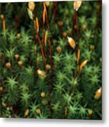 Attēlu rezultāti vaicājumam “Polytrichum commune sporophyte”