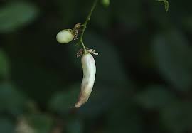 Attēlu rezultāti vaicājumam “Taphrina padi”