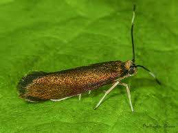 Attēlu rezultāti vaicājumam “Roeslerstammia erxlebella”