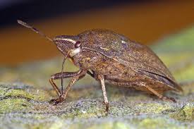 Attēlu rezultāti vaicājumam “Eurygaster testudinaria imago”