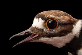 Image result for Charadrius vociferus