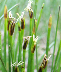 Attēlu rezultāti vaicājumam “Eleocharis quinqueflora”