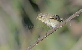 Image result for Phylloscopus orientalis