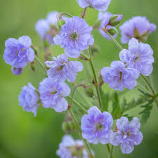 Image result for Geranium pratense