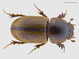 Attēlu rezultāti vaicājumam “Aphodius sp. imago”