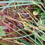 Attēlu rezultāti vaicājumam “Carex digitata fruit”