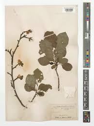 Attēlu rezultāti vaicājumam “Prunus domestica subsp. insitita”