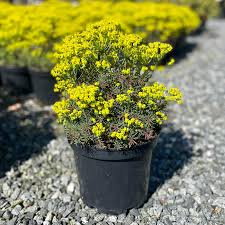 Attēlu rezultāti vaicājumam “Euphorbia cyparissias flower”