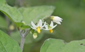 Attēlu rezultāti vaicājumam “Solanum nigrum leaf”