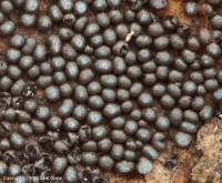 Attēlu rezultāti vaicājumam “Badhamia dubia spores”