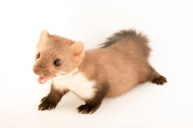 Attēlu rezultāti vaicājumam “Martes foina”