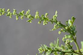 Image result for Chenopodium botrys