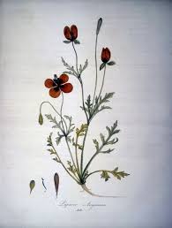 Attēlu rezultāti vaicājumam “Papaver argemone leaf”