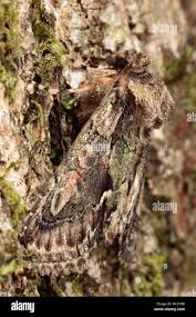 Attēlu rezultāti vaicājumam “Allophyes oxyacanthae”