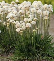 Attēlu rezultāti vaicājumam “Armeria vulgaris bud”