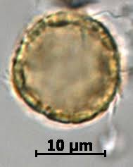 Attēlu rezultāti vaicājumam “Callitrichaceae”