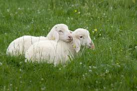 Attēlu rezultāti vaicājumam “Ovis aries juvenile”