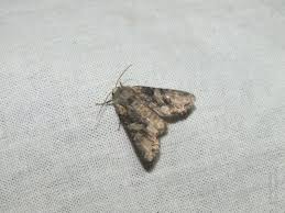 Attēlu rezultāti vaicājumam “Lacanobia contigua”