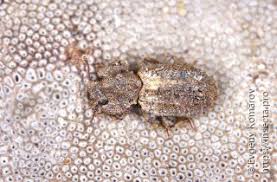 Attēlu rezultāti vaicājumam “Epirranthis diversata upperside”