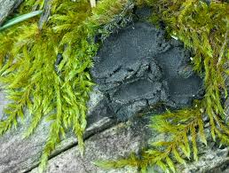 Attēlu rezultāti vaicājumam “Biscogniauxia repanda”