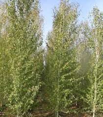 Attēlu rezultāti vaicājumam “Populus simonii”