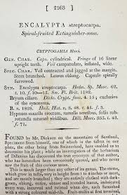 Attēlu rezultāti vaicājumam “Encalypta streptocarpa”