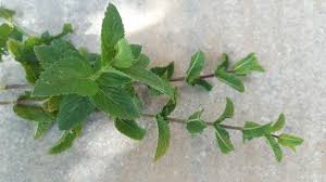 Image result for Pfefferminze