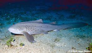 Image result for Stegostoma tigrinum