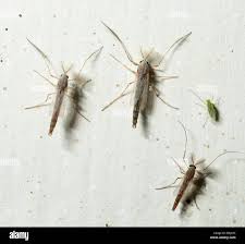 Attēlu rezultāti vaicājumam “Chironomidae”