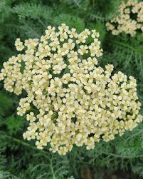 Attēlu rezultāti vaicājumam “Achillea salicifolia flower”