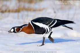 Attēlu rezultāti vaicājumam “Branta ruficollis”