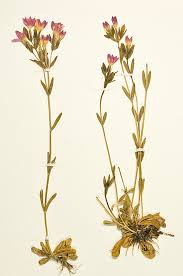 Attēlu rezultāti vaicājumam “Centaurium littorale”