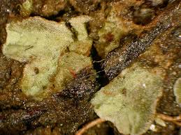 Attēlu rezultāti vaicājumam “Riccia glauca”