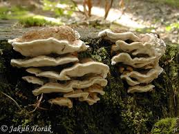 Attēlu rezultāti vaicājumam “Trametes ochracea”