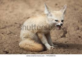 Attēlu rezultāti vaicājumam “Vulpes zerda”