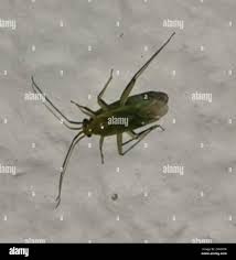 Attēlu rezultāti vaicājumam “Blepharidopterus angulatus”