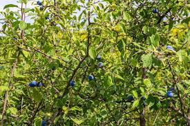 Attēlu rezultāti vaicājumam “Prunus spinosa leaf”